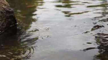 su sineklerinin gölet da bilinen 