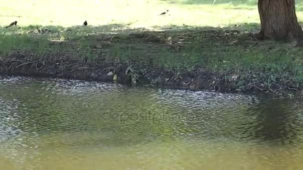 Comodo vicino alla piscina sotto l'albero . — Video Stock