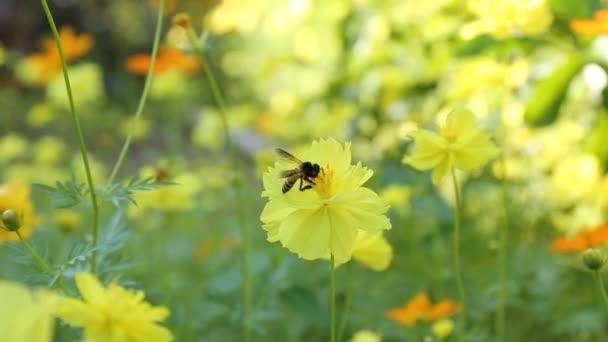 蜜蜂对黄波斯菊花海. — 图库视频影像