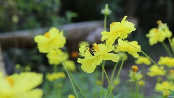 Biene auf gelben Kosmos-Blüten. — Stockvideo