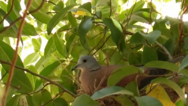 Paloma en el nido en el árbol — Vídeo de stock