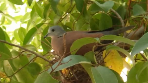 Paloma en el nido en el árbol — Vídeos de Stock