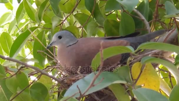 Taube im Nest auf Baum — Stockvideo