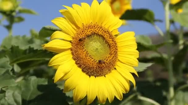tournesol et l'abeille dans le jardin 
