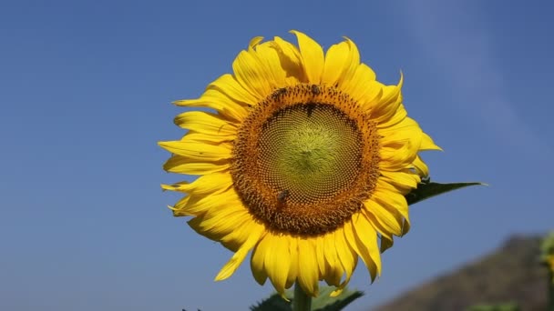 Slunečnice a včelka v zahradě — Stock video