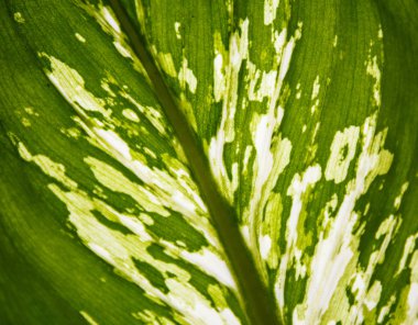 Soyut Epipremnum Aureum yaprak arka plan