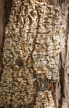 Desenli ağaç kabuğu doku