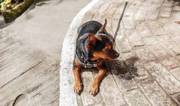 Svart hund på ett cement golv — Stockfoto