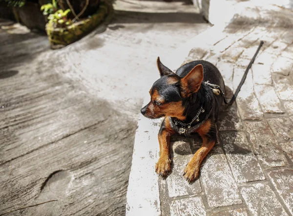 Cão preto em um soalho de cimento — Fotografia de Stock