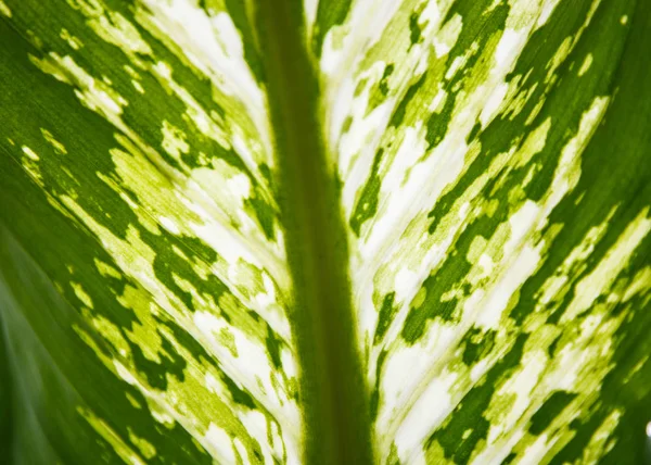 Abstract Epipremnum Aureum Leaf Background — Stock Photo, Image