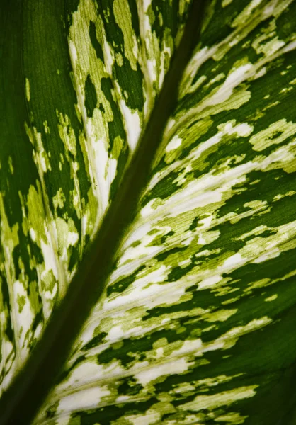 추상 Epipremnum 나비 잎 배경 — 스톡 사진