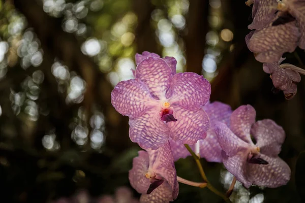 Orquídeas roxas no jardim com bokeh no fundo . — Fotografia de Stock