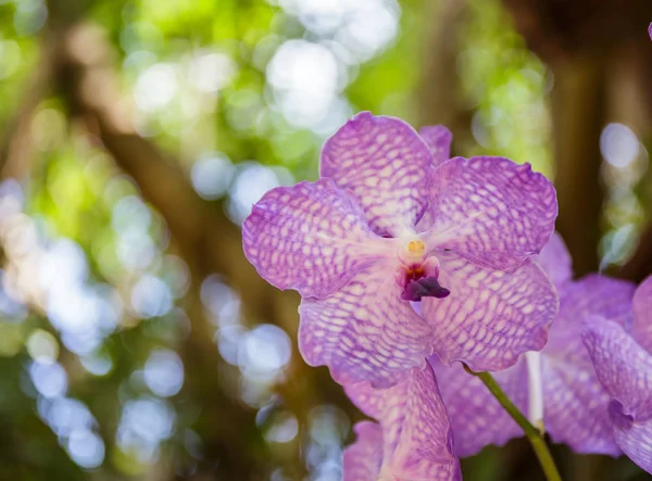 Orchidées violettes dans le jardin avec bokeh en arrière-plan . — Photo