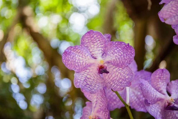 Purple orchids in the garden with bokeh in the background. — Stock Photo, Image