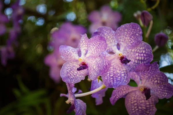 背景のボケ味を持つ庭に紫のラン. — ストック写真