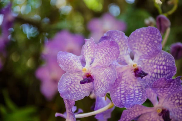 Фиолетовые орхидеи в саду с боке на заднем плане . — стоковое фото