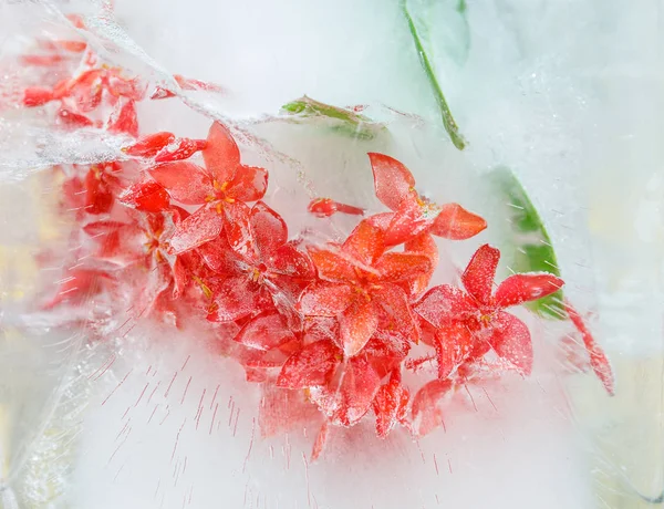 Blumen im Eis — Stockfoto