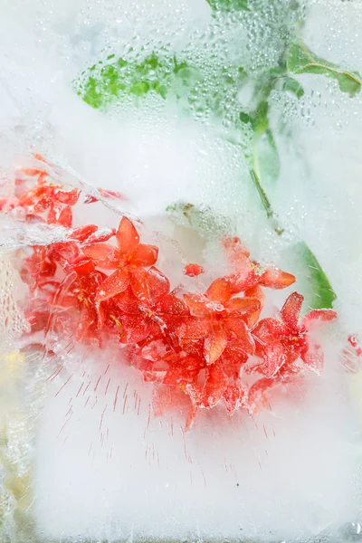 Blumen im Eis — Stockfoto
