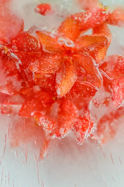 Цветы во льду — стоковое фото