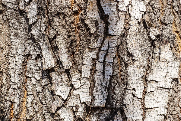 Patterned tree bark texture — Stock Photo, Image