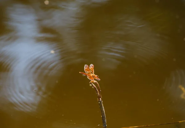 Libelle auf den Zweigen — Stockfoto
