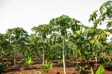 ağaca tutunan papaya.