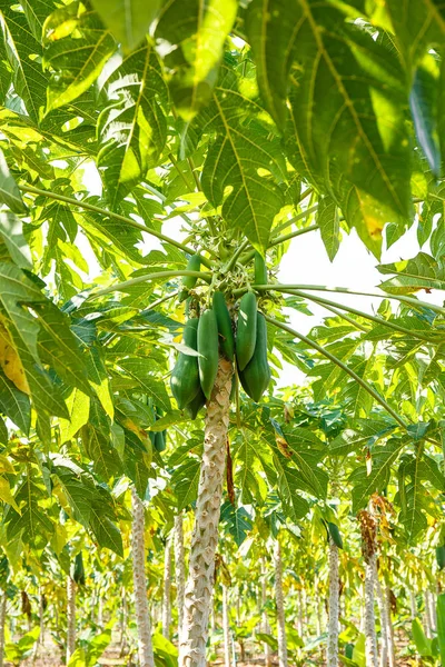 Papája visí ze stromu. — Stock fotografie