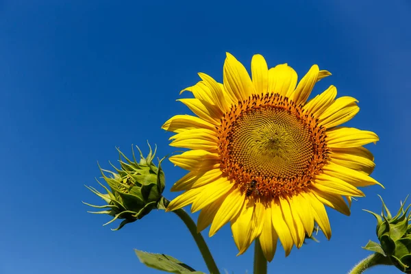 Ayçiçeği gökyüzü zemin ile arı ile. — Stok fotoğraf