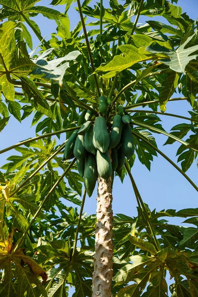 Papaja's opknoping van de boom. — Stockfoto