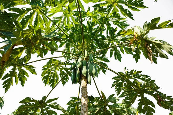 Papayas hanging from the tree. — Stock Photo, Image