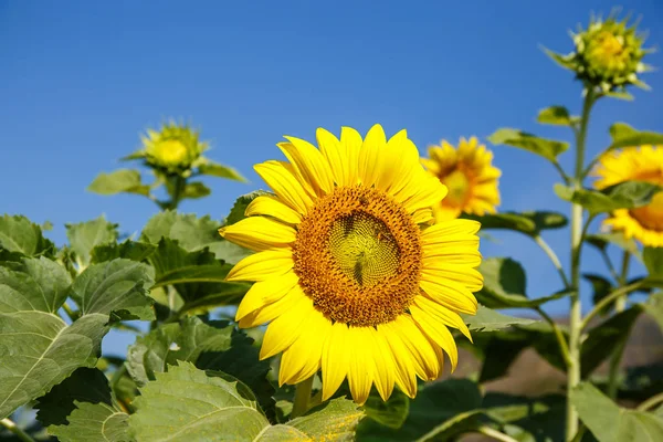 Solros med bee med en sky-bakgrund. — Stockfoto