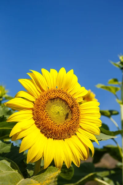 Solros med bee med en sky-bakgrund. — Stockfoto