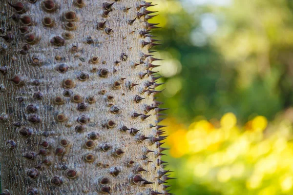 Baumstamm dornig von Bombax Ceiba Baum Hintergrund — Stockfoto