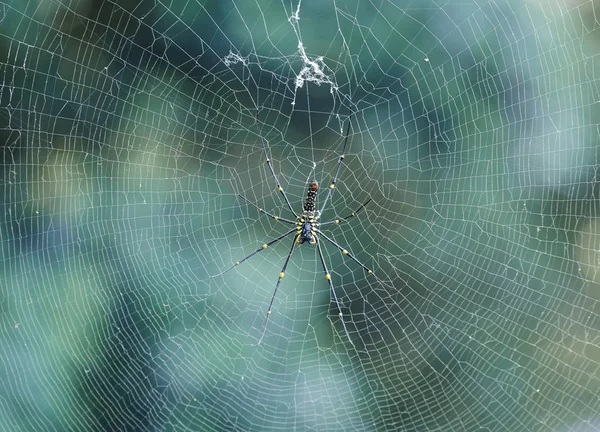 Spider in the web on tree — Stock Photo, Image