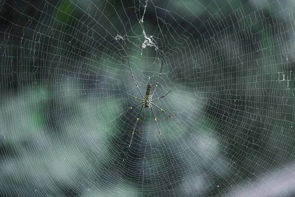 Spider in the web on tree — Stock Photo, Image