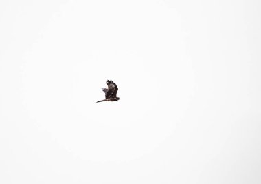 Şahin beyaz bir arka plan üzerinde uçuyordu.