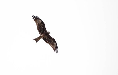 Şahin beyaz bir arka plan üzerinde uçuyordu.