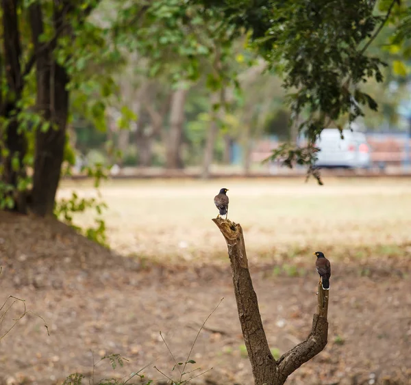Дві поширені птахи Міни на дерев'яній . — стокове фото