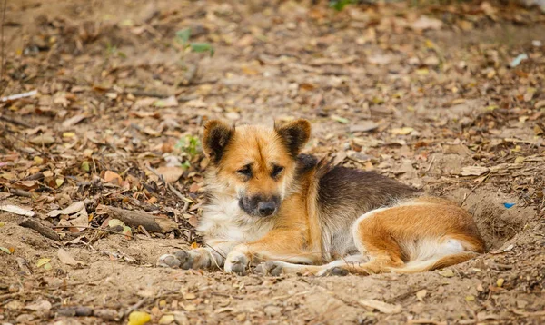 Chien couché sur le sol — Photo