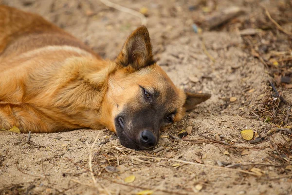 Dog lying on the ground — Stock Photo, Image