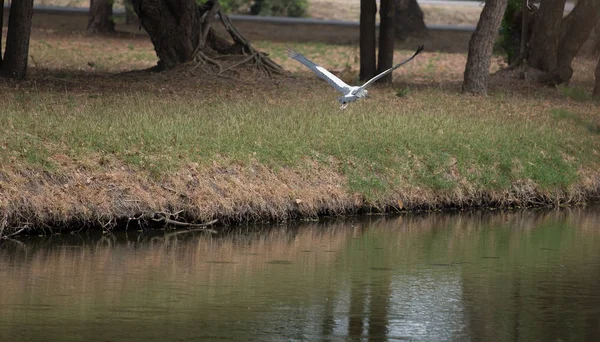 Openbill 鳥が運河に — ストック写真