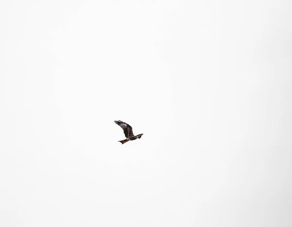 Falcão estava voando sobre um fundo branco . — Fotografia de Stock