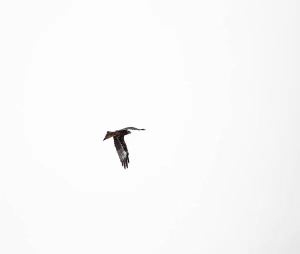 Falcon flög på en vit bakgrund. — Stockfoto