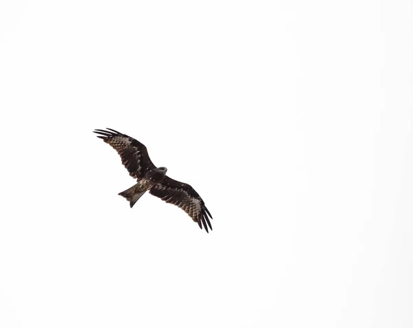 Falcão estava voando sobre um fundo branco . — Fotografia de Stock