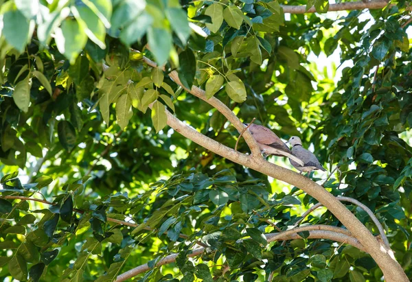 Eurasische Halstaube auf Baum — Stockfoto