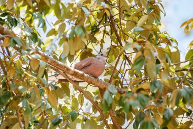 Avrasya yakalı güvercin ağacı üzerinde