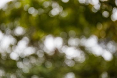 Bokeh ışık yaprakları ile