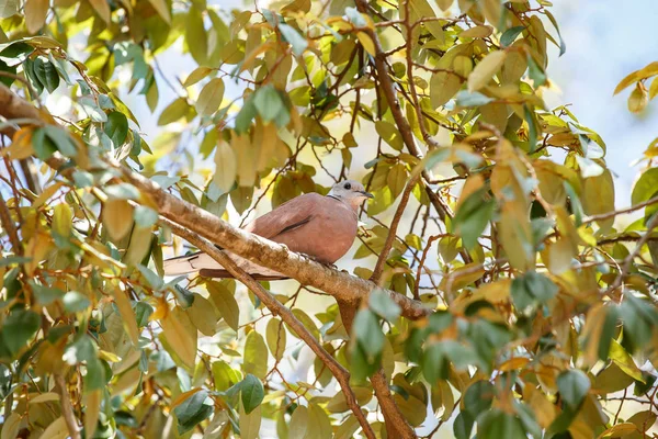 Avrasya yakalı güvercin ağacı üzerinde