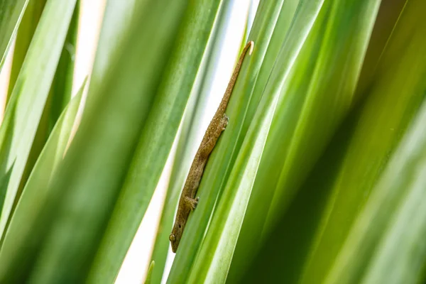 Gecko lizard on green leaf — Stock Photo, Image