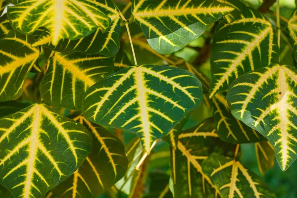 Zielony liść zbliżenie tło — Zdjęcie stockowe